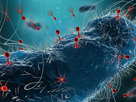 Tödliche Landung: Phagen injizieren ihre Erbinformationen in ein Bakterium, sodass es weitere Phagen produziert – bevor es stirbt.