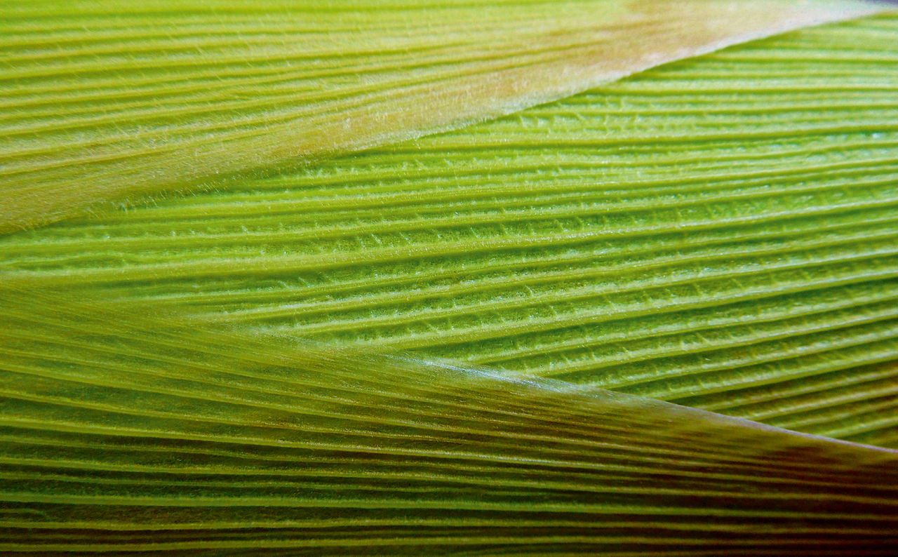 Die Nahaufnahme eines Maisblattes. Die Faserstrukturen sind sehr gut zu erkennen.