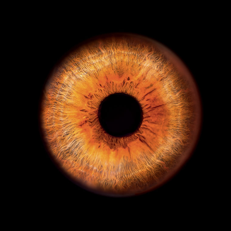  Eine Iris.