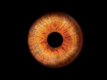  Eine Iris.