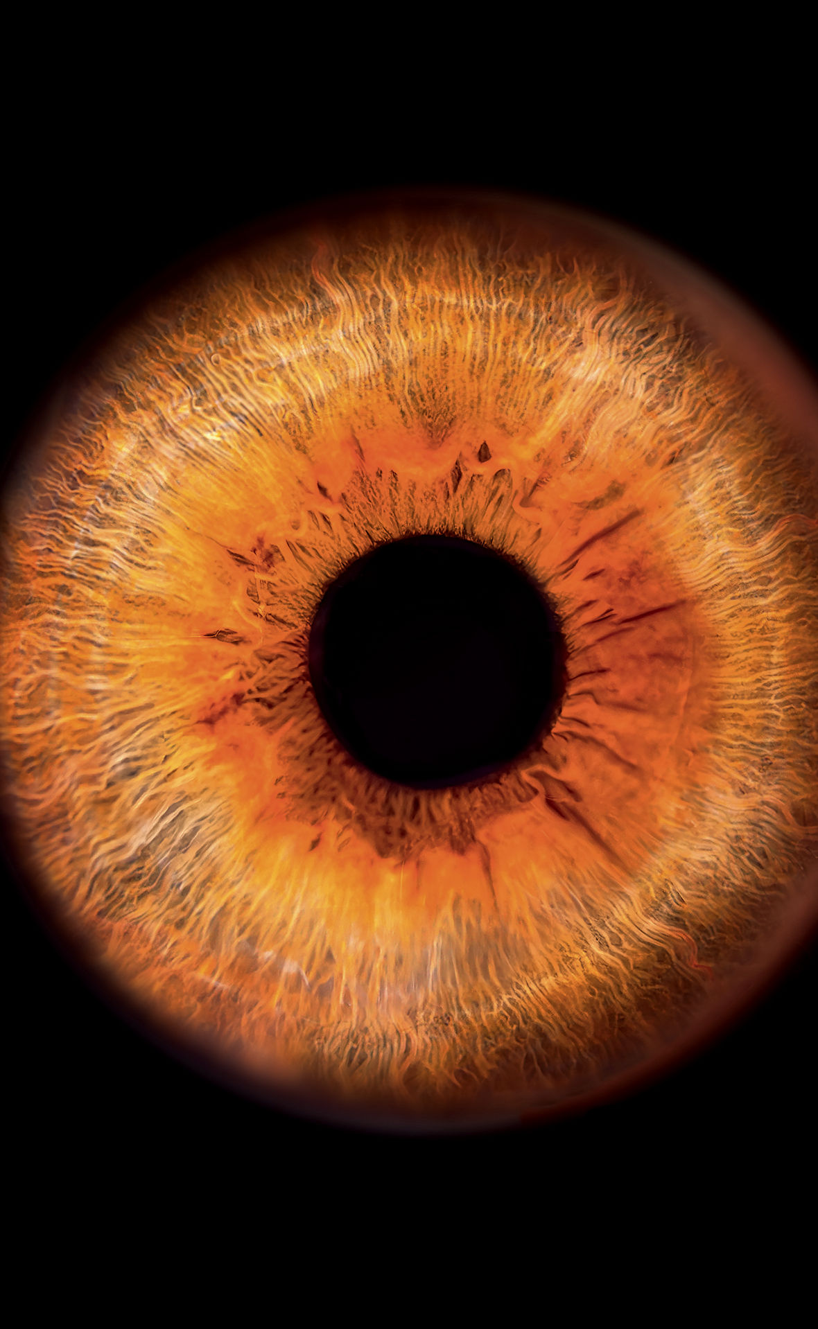  Eine Iris.