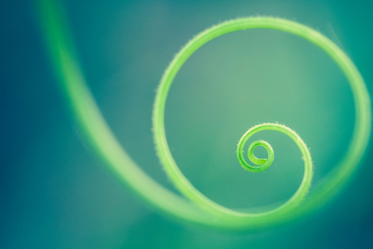 A tendril from a squash vine in the summer vegetable garden. High resolution color macro photo with selective focus on center and end of tendril. Cross processed in duotones of blue and green. Soft bokeh background and copy space available. Horizontal composition. No people in image.