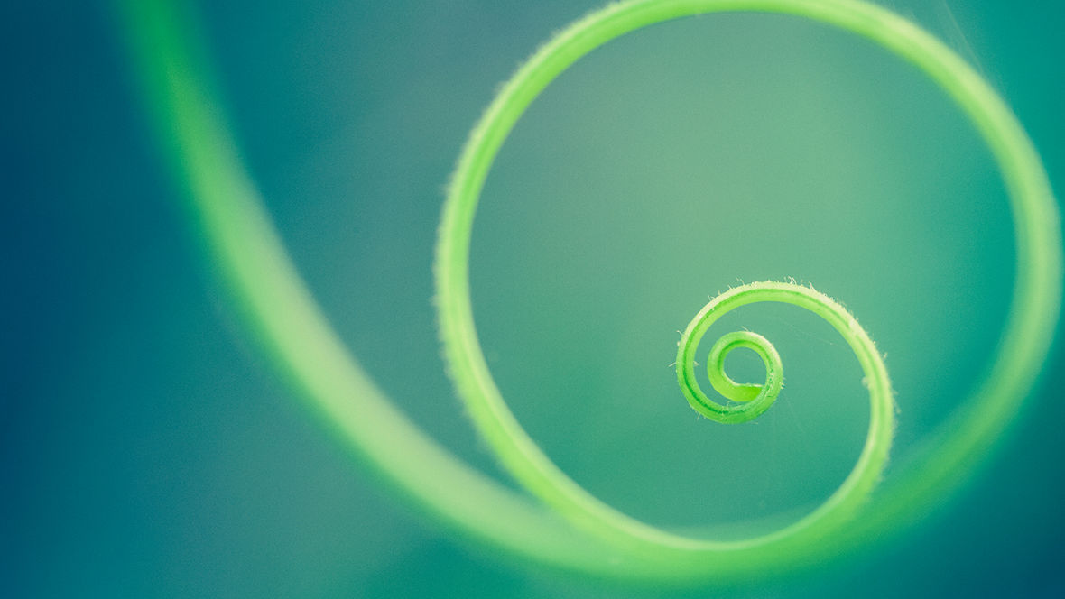 A tendril from a squash vine in the summer vegetable garden. High resolution color macro photo with selective focus on center and end of tendril. Cross processed in duotones of blue and green. Soft bokeh background and copy space available. Horizontal composition. No people in image.