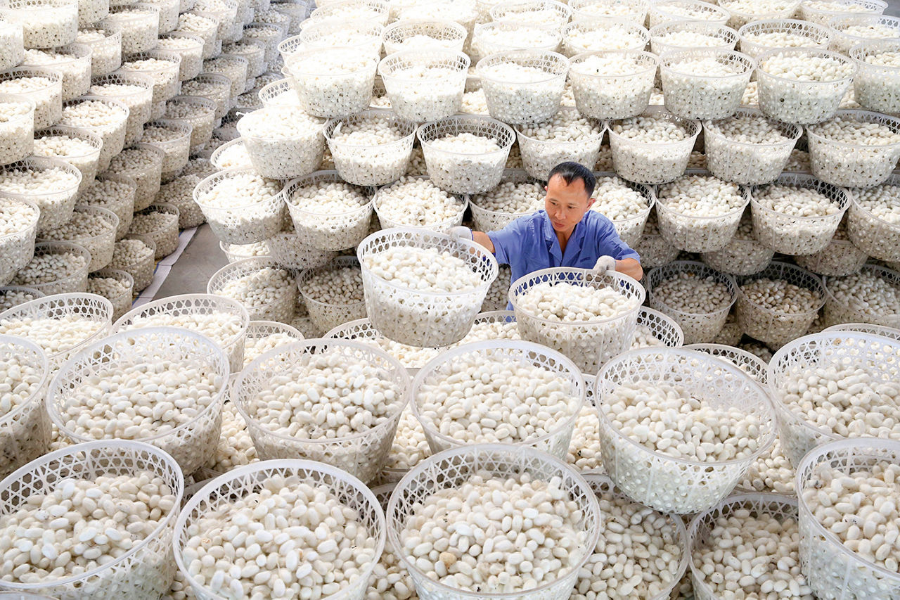 A man surrounded by many baskets of raw silk