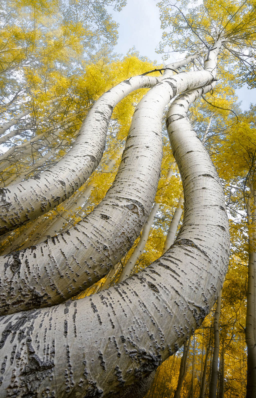Drei Birken von unten