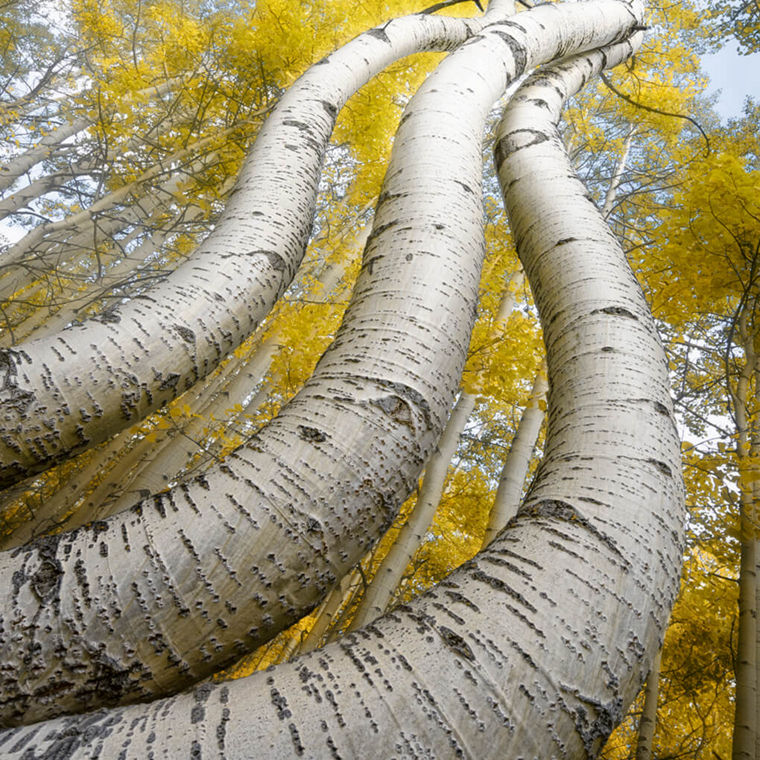 Drei Birken von unten gesehen
