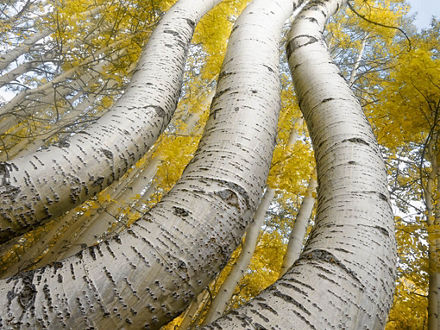 Drei Birken von unten gesehen