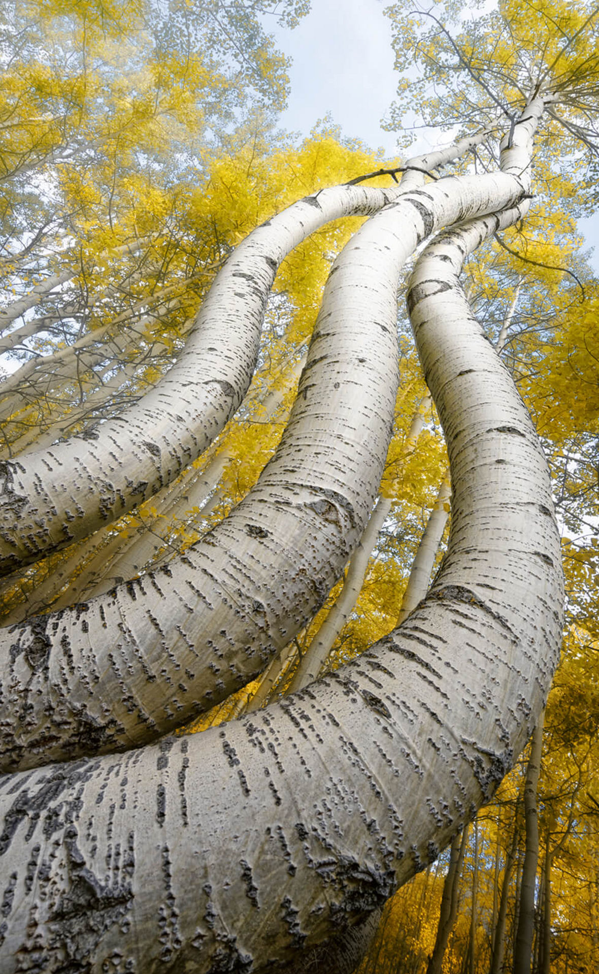 Drei Birken von unten gesehen