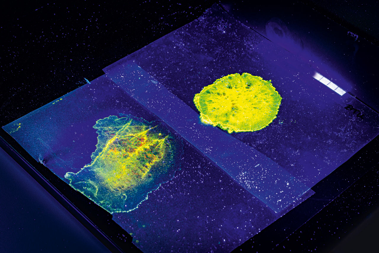 Zwei gelbe Flecken  auf einem blauen Untergrund. Ein Flecken ist fast ein geschlossener Kreis, der andere  wirkt faserig und nicht rund.