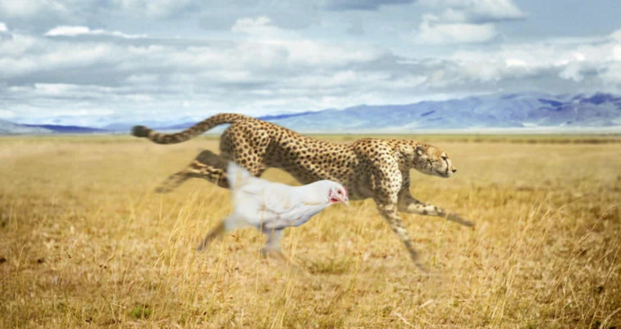 Alternative image