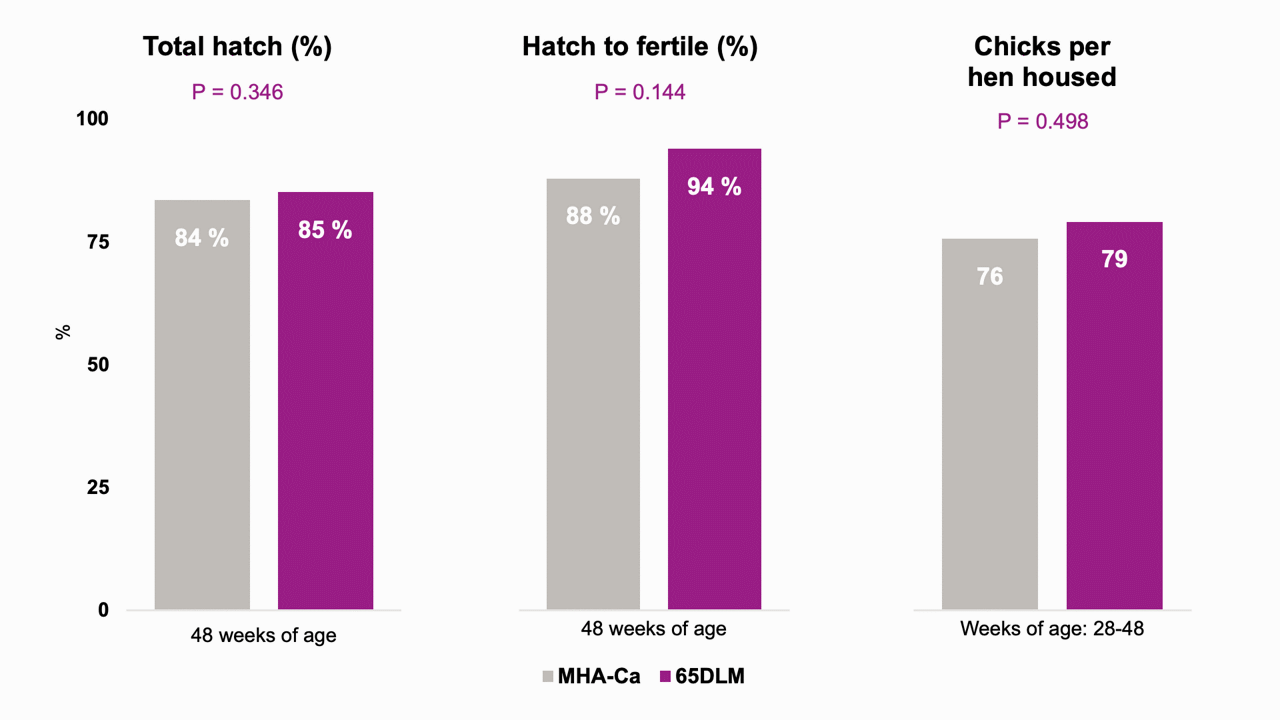 Average fertility (candling), total hatch, and hatch of fertile were similar between treatments (P > 0.05)