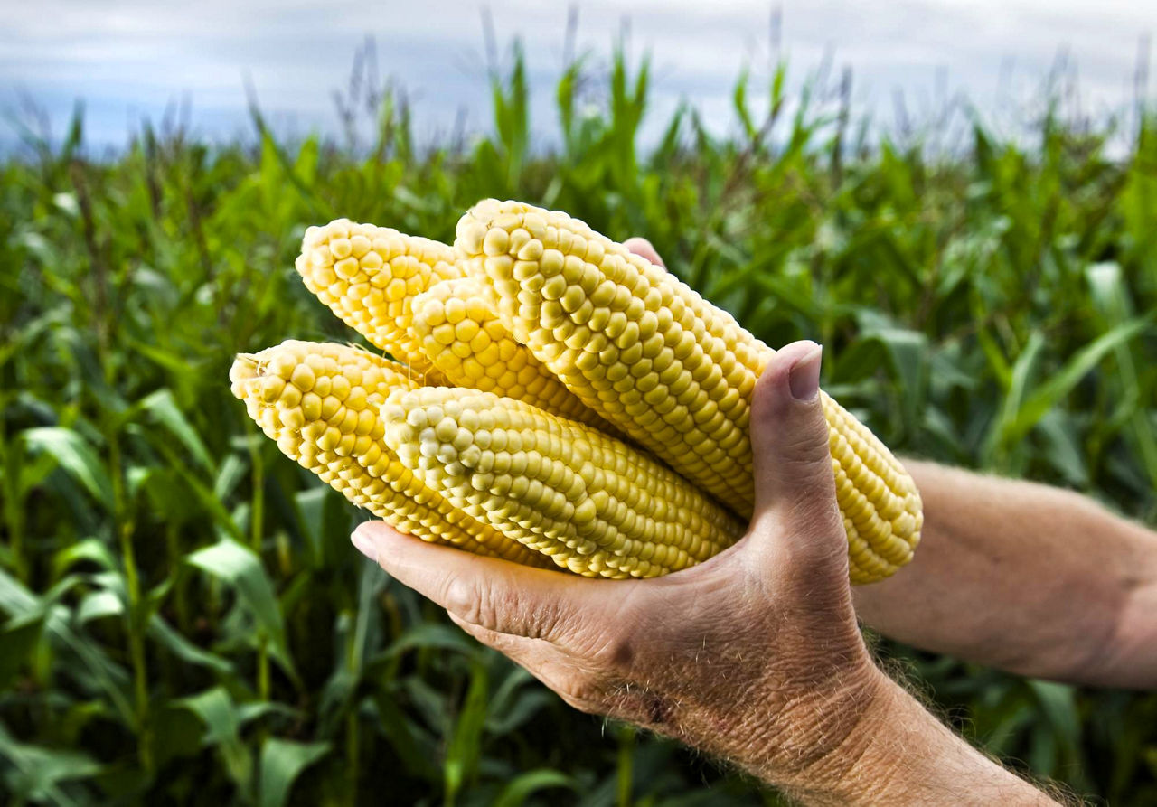 Plant nutrition products promote the health and growth of crops.