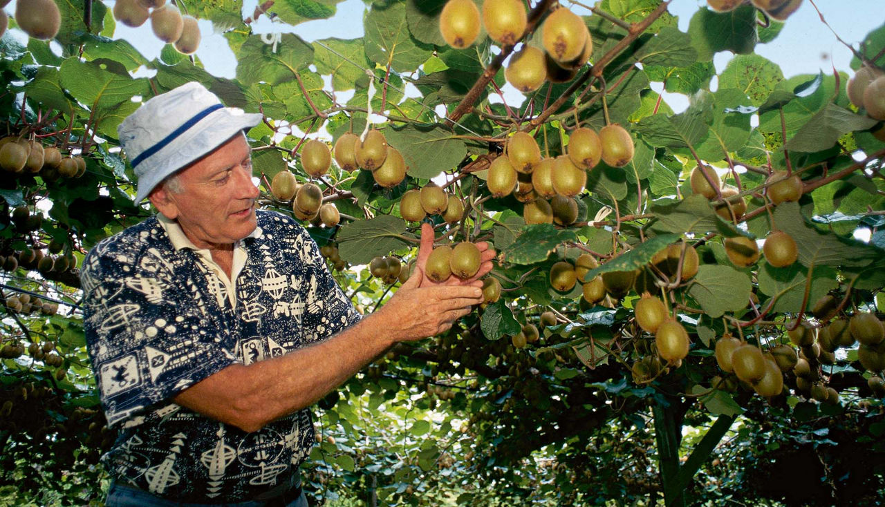 A man wearing a colorfully patterned shirt and a fishing hat picks kiwis in a plantation.