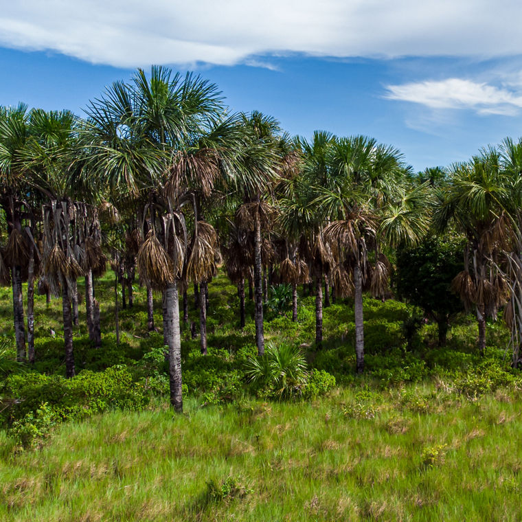 Die Buriti-Palme ist eine im nördlichen Südamerika vorkommende Palmenart, die von der lokalen Bevölkerung vielfach als Nahrungs- und Nutzpflanze verwendet wird.
----
The Buriti palm is a species of palm tree found in northern South America, which is often used by the local used by the local population as a food and crop plant.