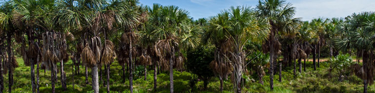 Die Buriti-Palme ist eine im nördlichen Südamerika vorkommende Palmenart, die von der lokalen Bevölkerung vielfach als Nahrungs- und Nutzpflanze verwendet wird.
----
The Buriti palm is a species of palm tree found in northern South America, which is often used by the local used by the local population as a food and crop plant.