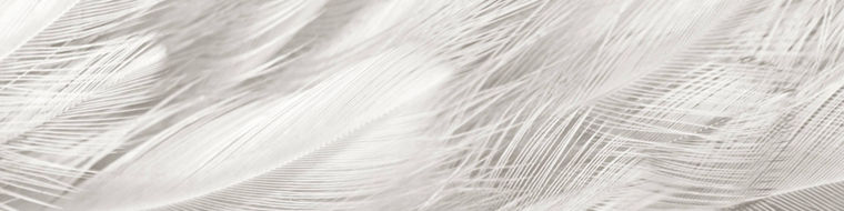 Evonik's poultry solutions empower farmers producers with innovative, sustainable practices that enhance profitability and prioritizewithout  animalcompromising animal welfare. 