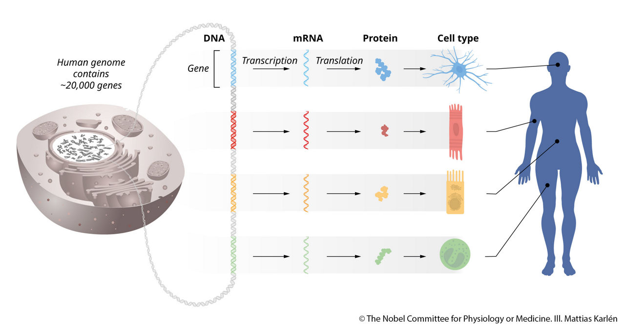A graphic shows the functions of microRNA described in the text