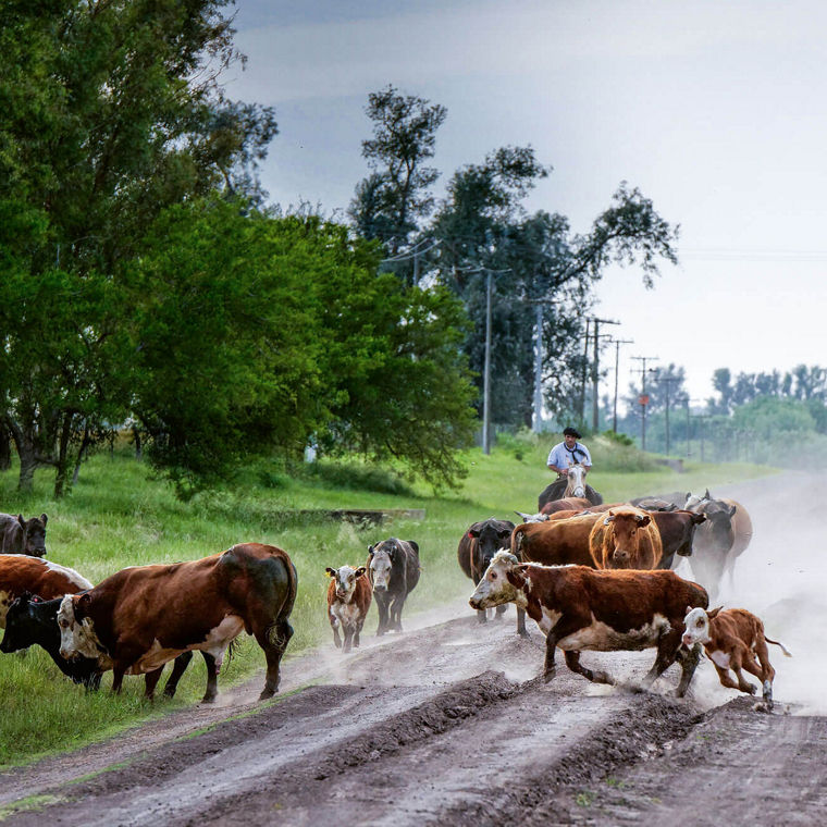 Berittene Rinderhirten treiben eine kleinere Herde über einen unbefestigten Weg.
