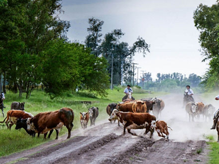 Berittene Rinderhirten treiben eine kleinere Herde über einen unbefestigten Weg.