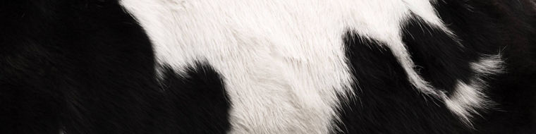 At Evonik, we are dedicated to transforming the future of dairy farming through innovative solutions that prioritize sustainability, profitability, and animal welfare. 