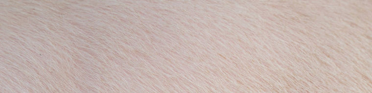 At Evonik, we understand the unique challenges faced by pigswine farmers producerstoday. 
