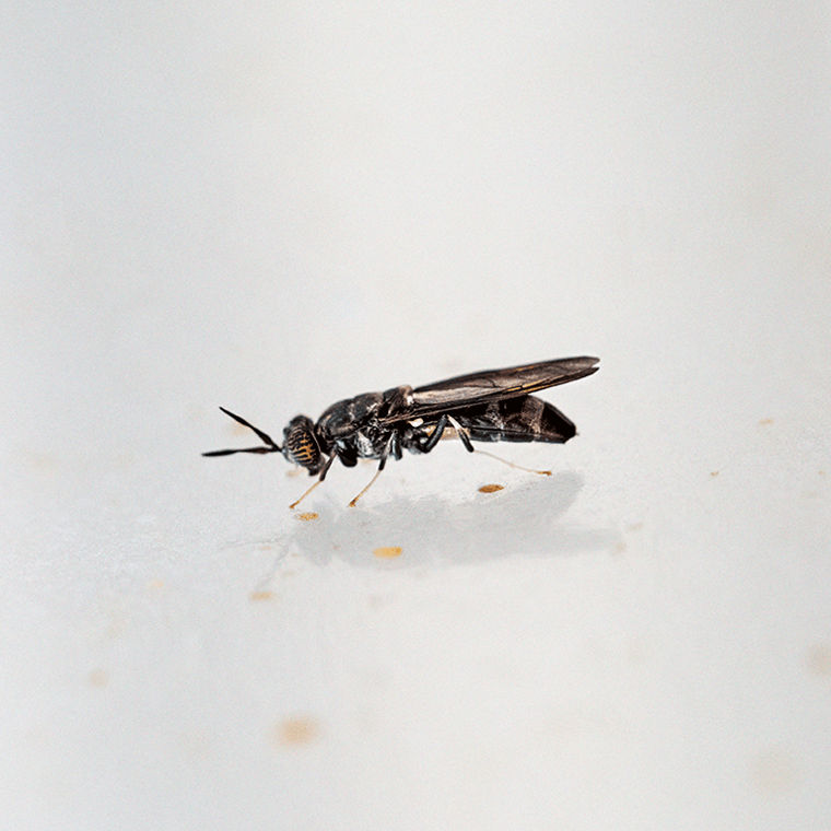 A soldier fly