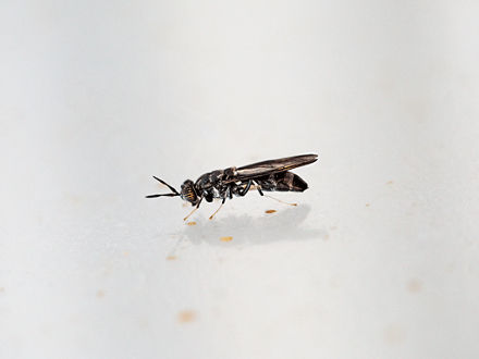A soldier fly