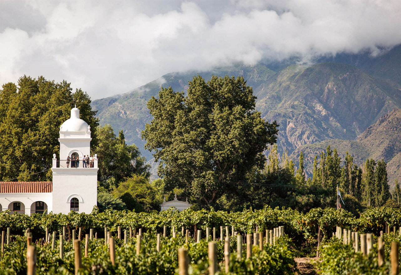 Ein Weingut und Weinstöcke in den Bergen.