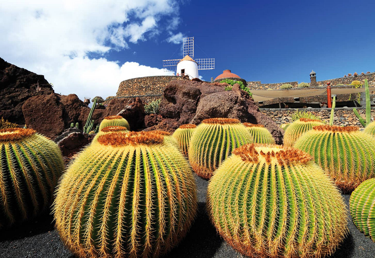 Jardin de cactus