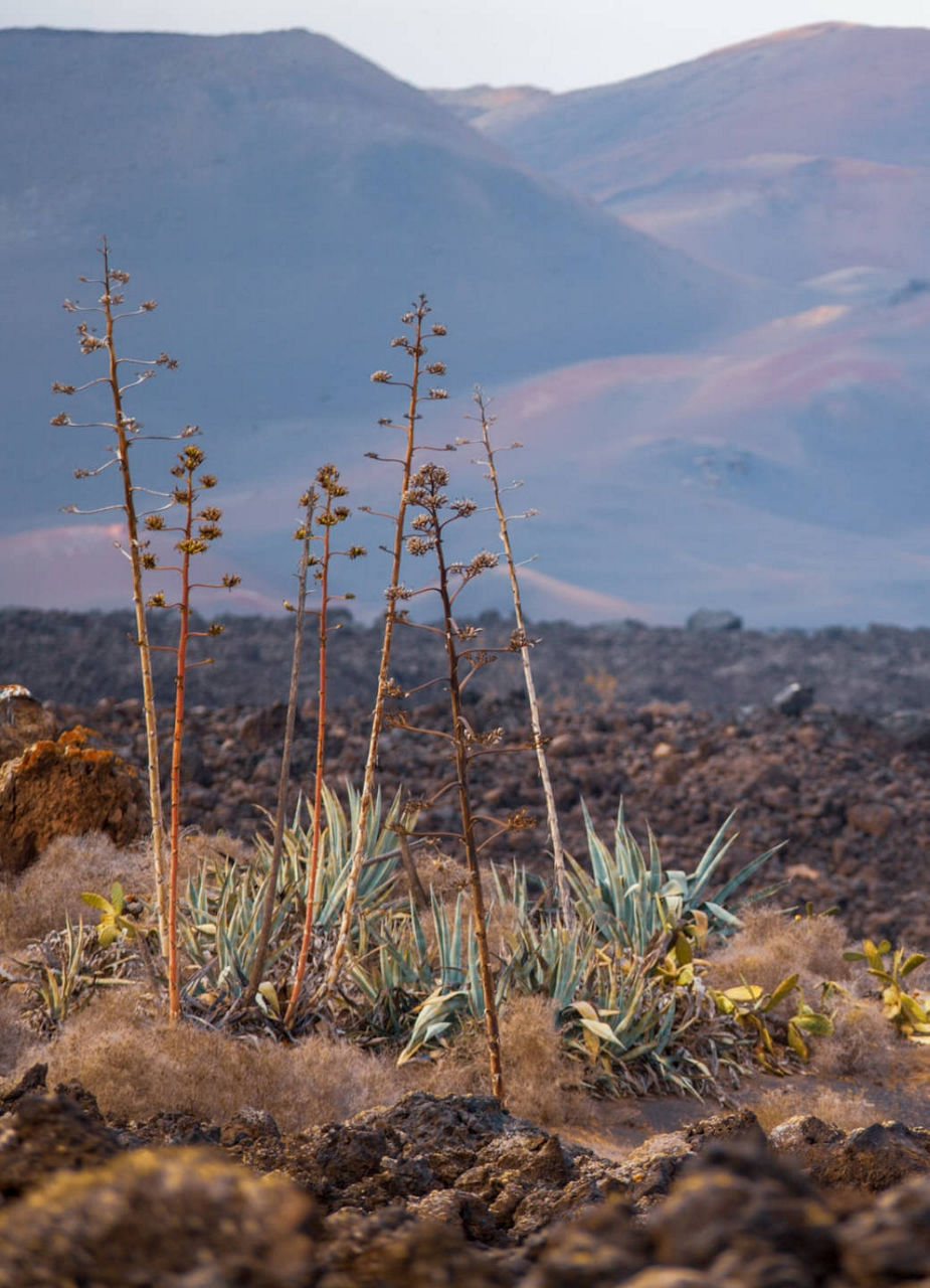 Barren Landscape