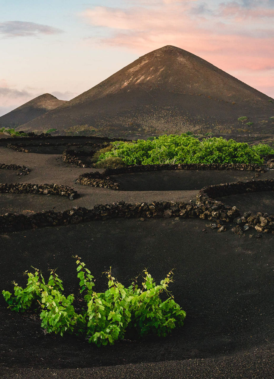 Vines in Lanzarote