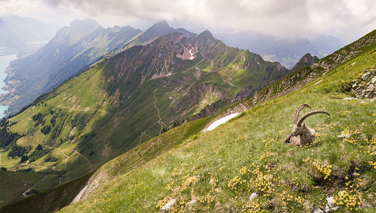 Brienzer Rothorn