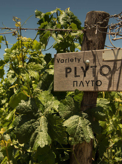 Vineyards Lyrarakis