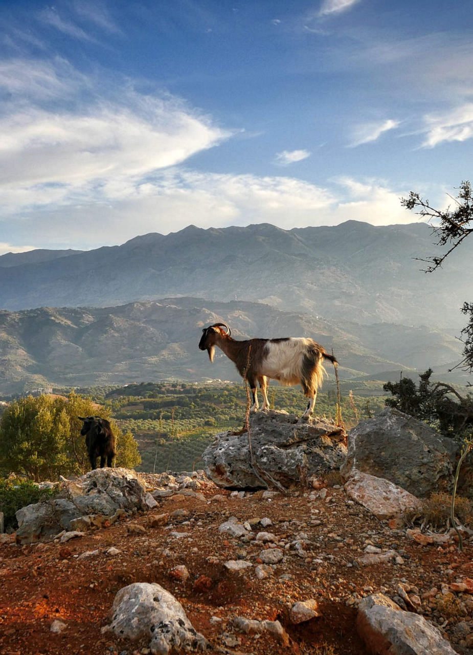 Paysage montagneux avec une chèvre