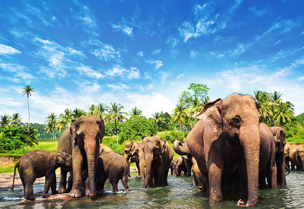 Éléphants se baignant dans le parc national de Yala