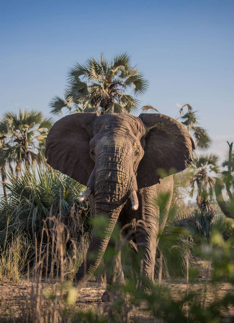 African elephant