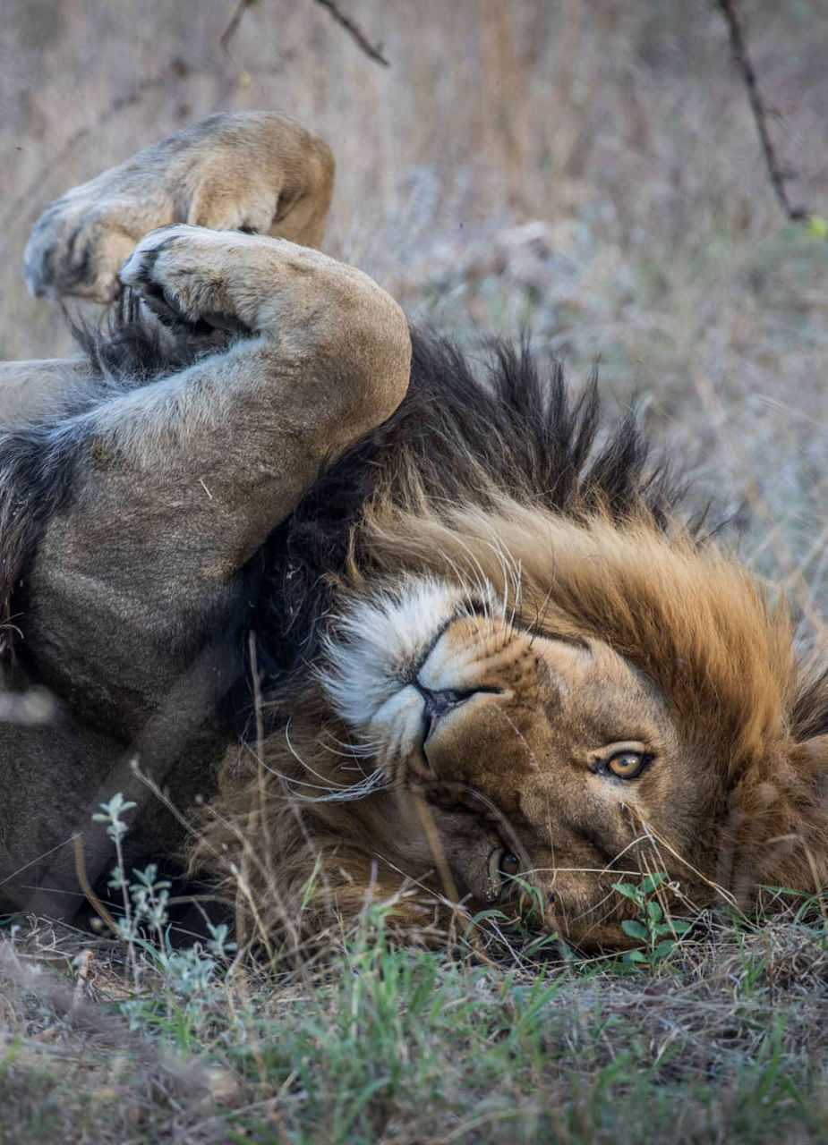 Lion in Southern Africa