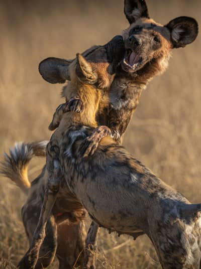 Wild dogs in Southern Africa