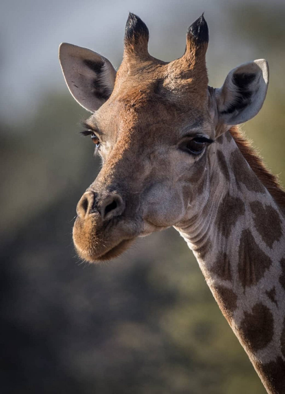Giraffe in Southern Africa