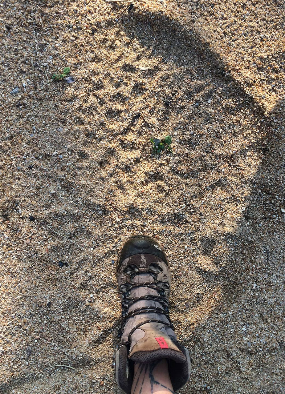 Size of an elephant track compared to a human foot