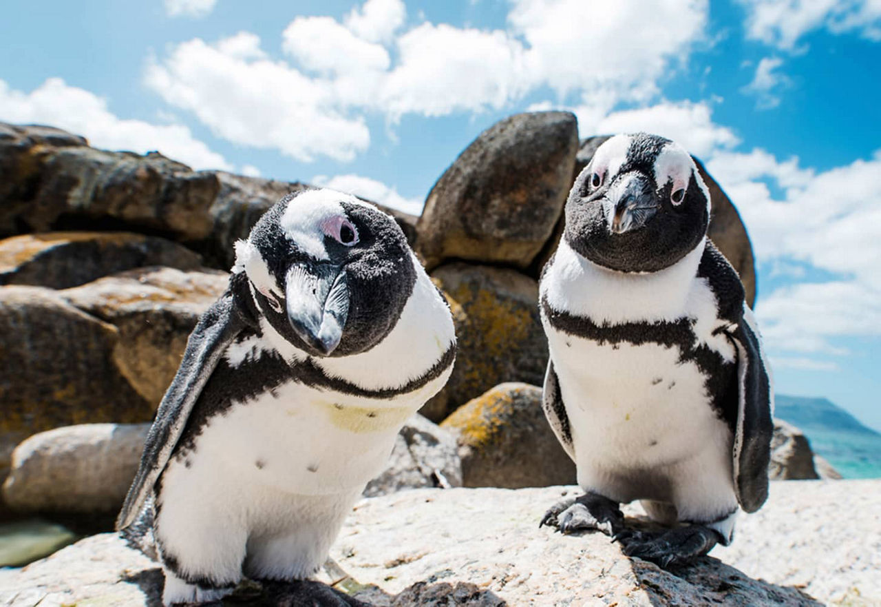 zwei niedliche Pinguine am Boulders Beach