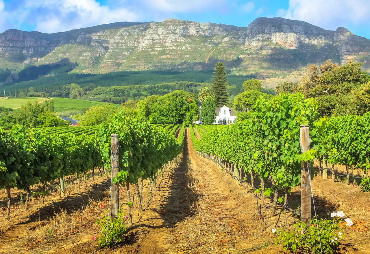 Vineyards in Stellenbosch