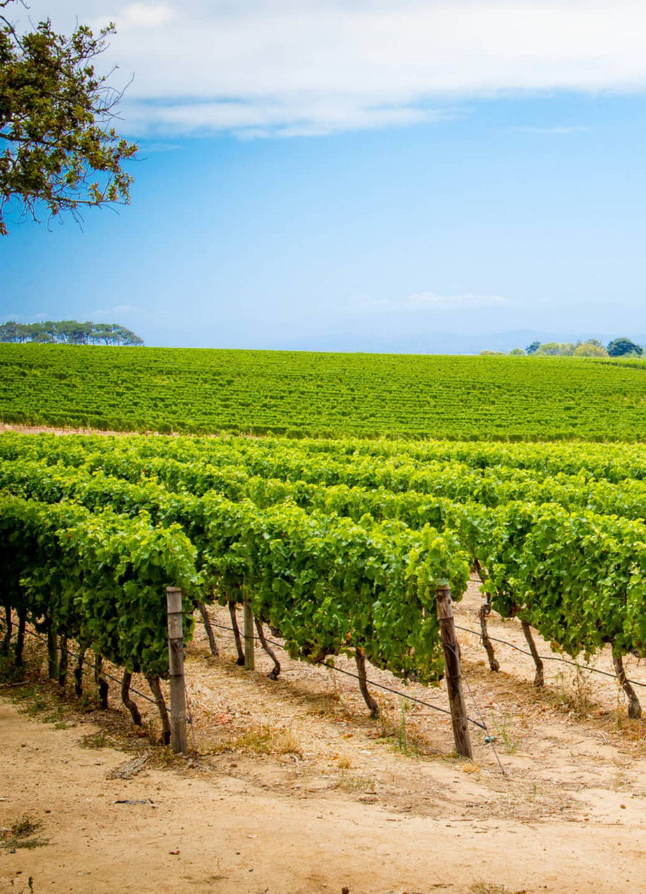 Fine wines and picturesque landscapes