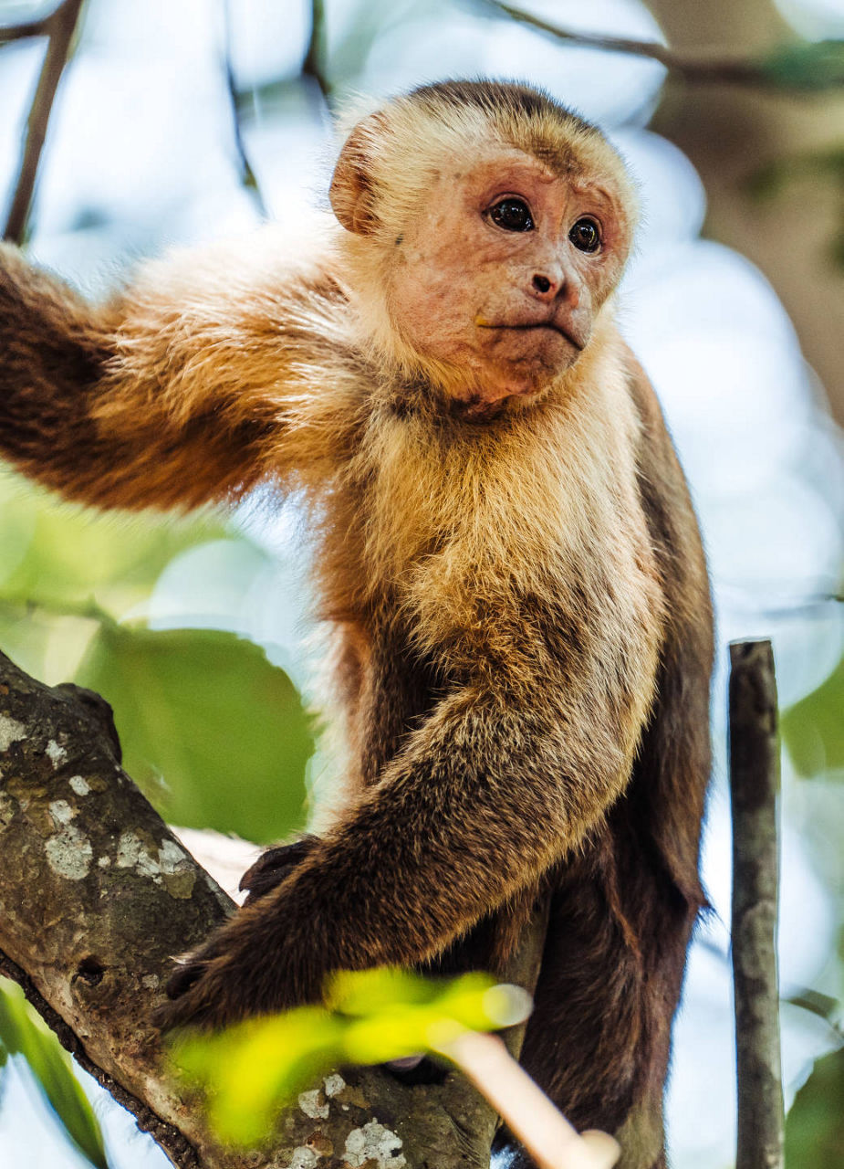 Singe dans l'arbre