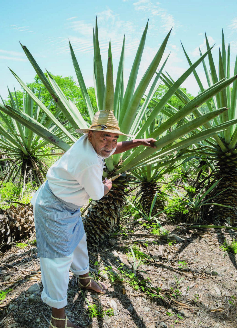 Don Antonio Showing an Agave