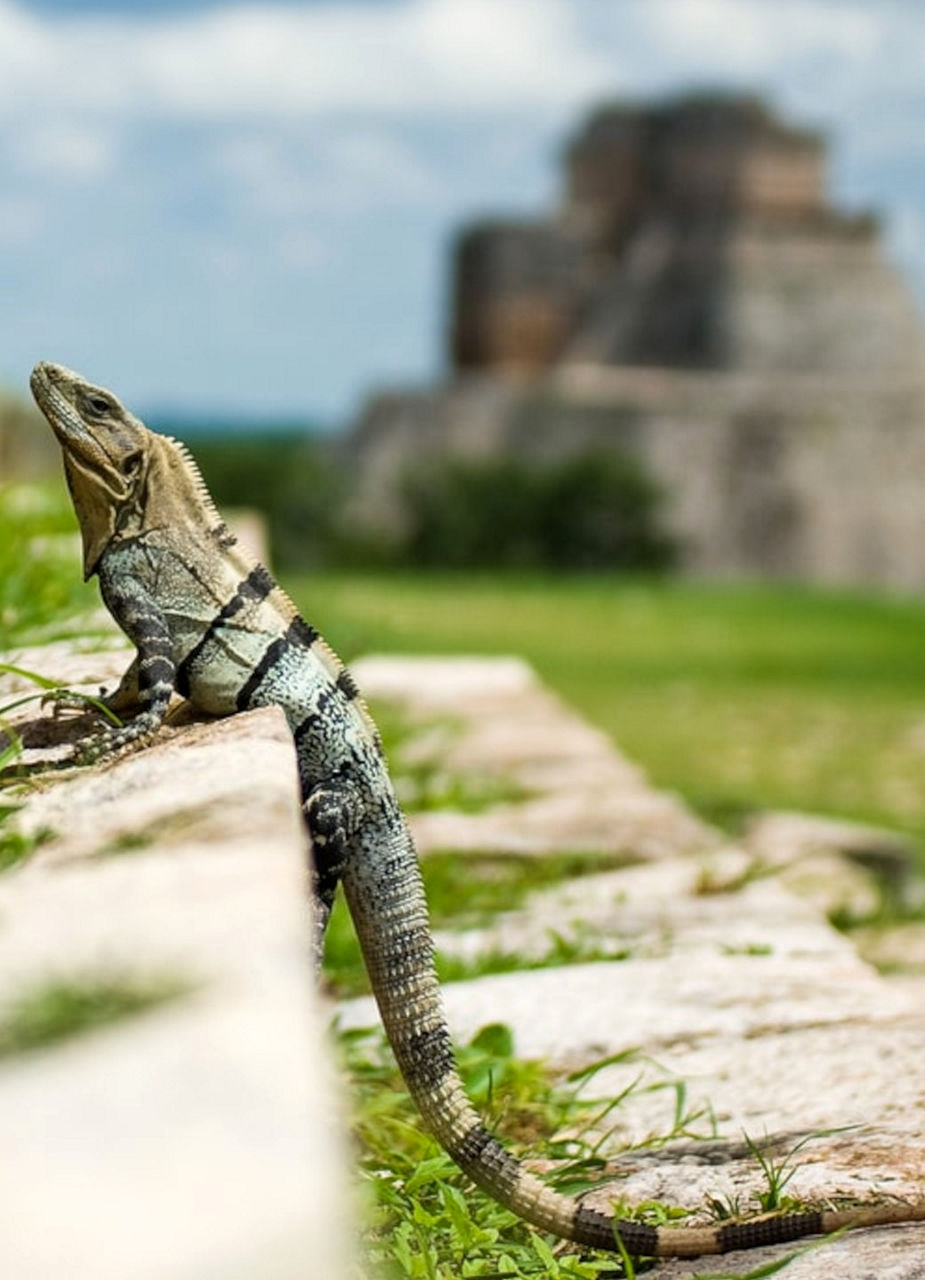 Discover the highlights in Yucatán