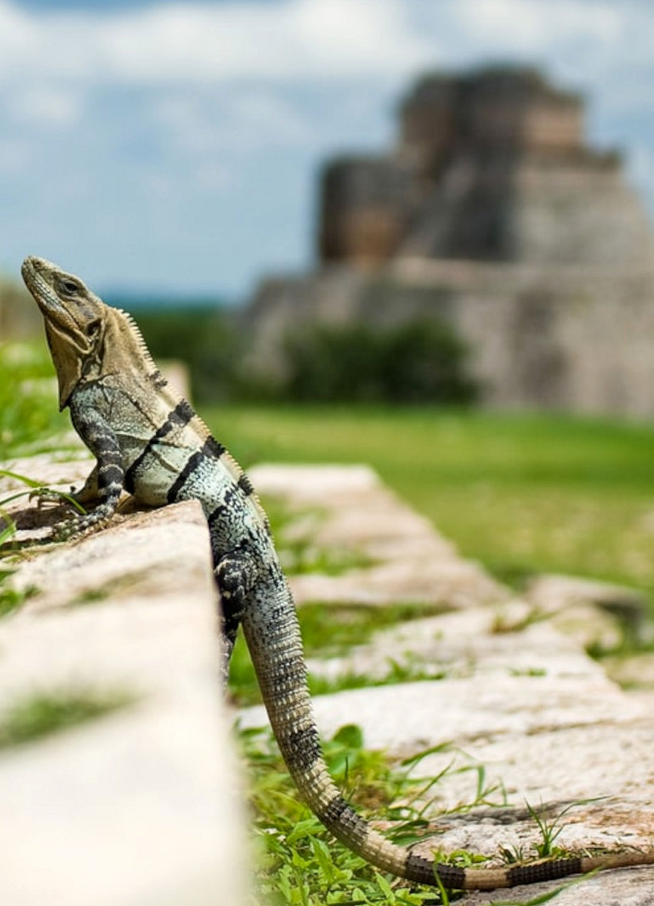 Discover the Highlights in Yucatán