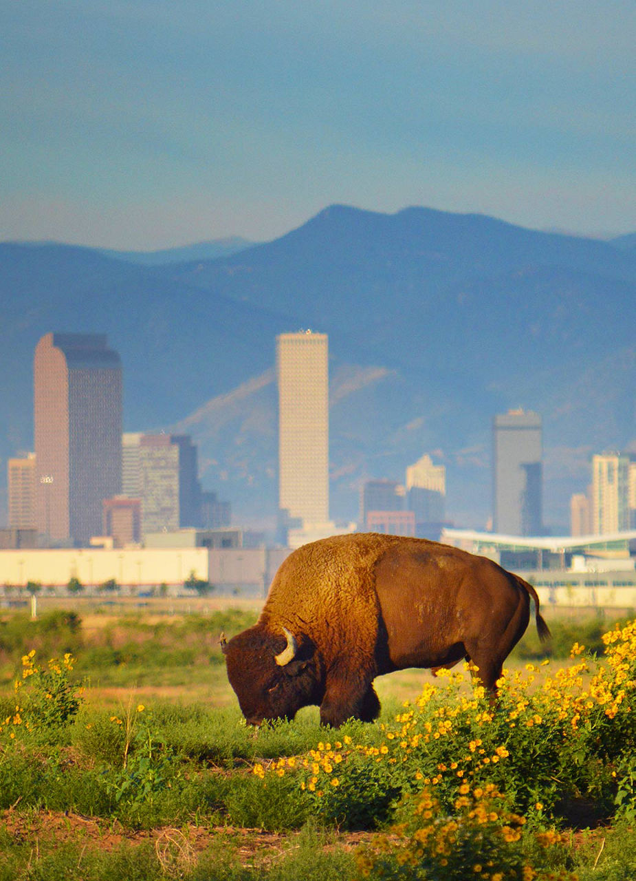 Buffalo and skyline