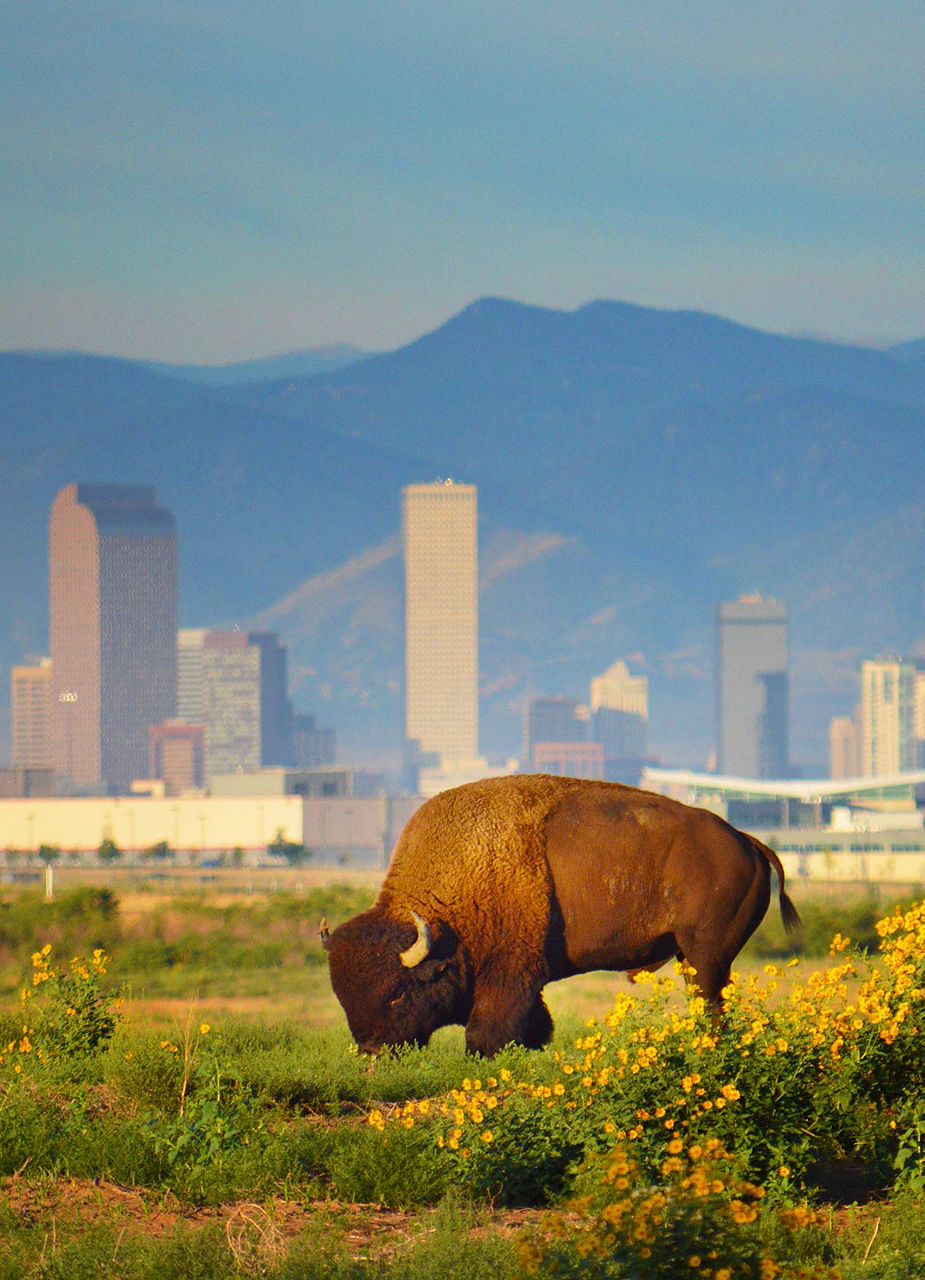 Buffalo in front of skyline 