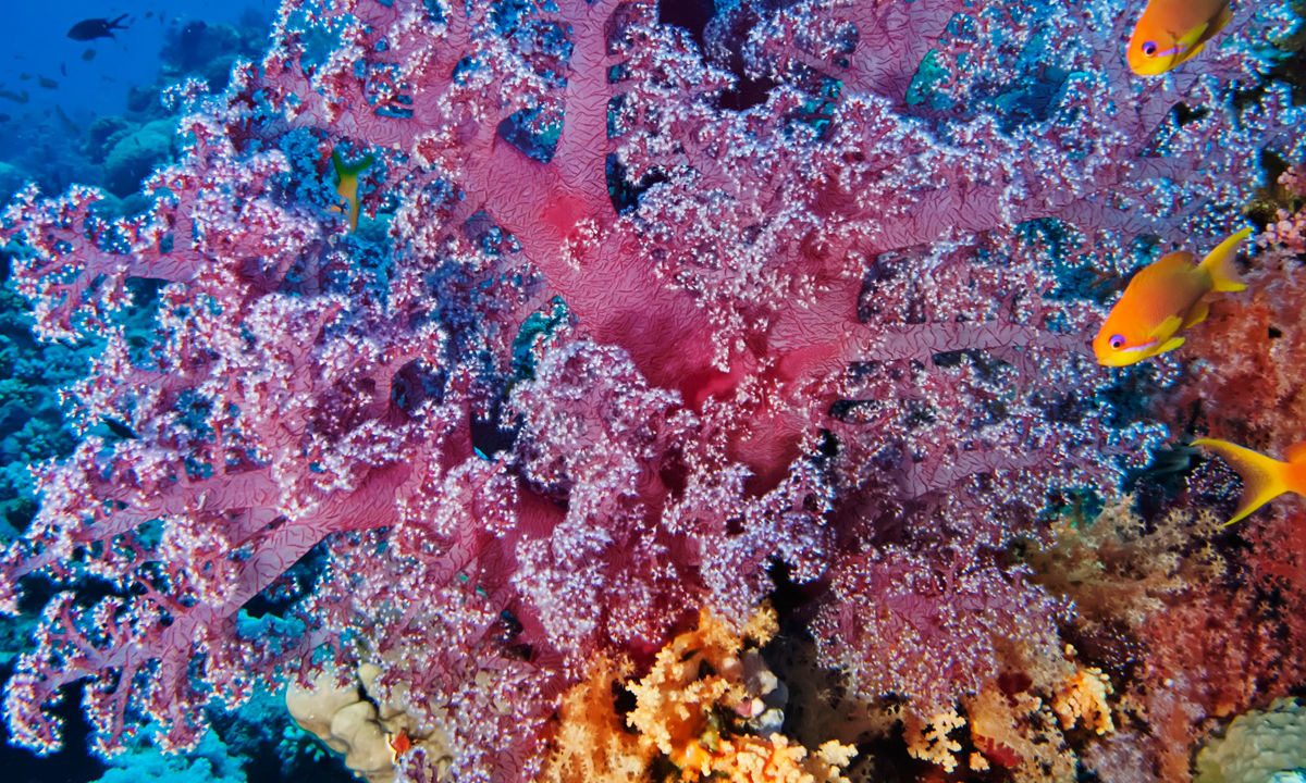 Underwater Garden Sharm El Sheikh
